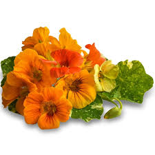 Image result for Nasturtium