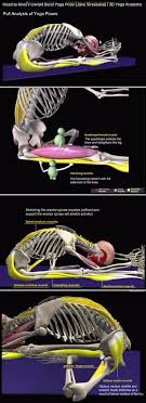 While most students practicing headstands have a. The Anatomy Of Yoga Precise Anatomical Analysis Of Classical Asanas Yoga Anatomy Yoga App Yoga Benefits