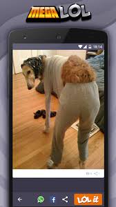 Sinhala animal joke video download. Updated Megalol Funny Videos Pics Gifs Memes Clips Mod App Download For Pc Android 2021