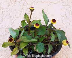 Image result for Acmella