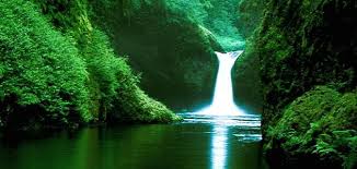 ‫غابة‬‎ ile ilgili görsel sonucu