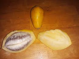 Image result for Vasconcellea pubescens