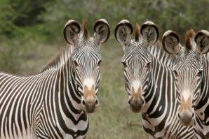 Denver Zoo Conservation Alliance