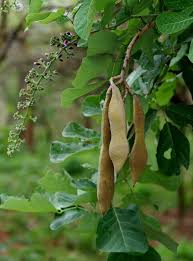 Image result for Millettia