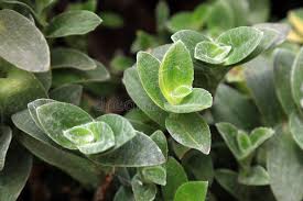 Image result for Mayacaceae