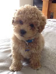 Such A Cutie Bichon Cross Toy Poodle Bichon Frise Dogs Bichon Frise Bichon