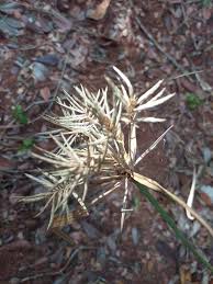 Image result for Cyperus amabilis