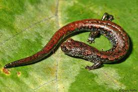 Oregon Slender Salamander Batrachoseps Wrightorum Salamander North West Oregon