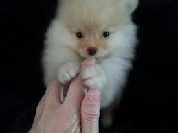 Black And Brown Pomeranian Price Beautifull Pomeranian Puppies For Sale Cream Male And Female Miniatures R5500 Brown Tan Female And Dual Colo Pomeranian Puppy For Sale Pomeranian Puppy Puppies