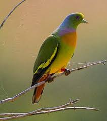 Birds Of India Bird World Orange Breasted Green Pigeon Images Green Pigeon Pigeon Pet Birds
