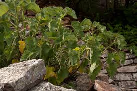 Image result for Obetia