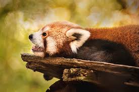Uploaded at august 25, 2016. Profile Of A Red Panda Photograph By Don Johnson