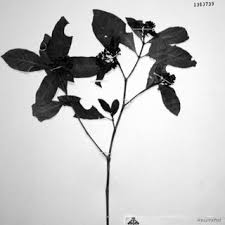 Image result for Sericanthe chimanimaniensis