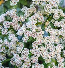 Image result for Eriosema angolense