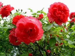 So ziehen junge rosen um. Junge Und Alte Rosen Umpflanzen Phlora De