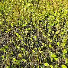 Image result for Hydrocotyle mannii