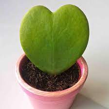 Some plants will get more red in their leaves such most hoya would like at least supplemental lighting to grow in the home. Hoya Kerrii Heart Leaf Sweetheart Hoya Succulent Plant Nestreeo Com