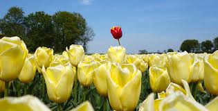 Se stai cercando bulbi fiori gialli sei nel posto giusto. Piante Bulbose Varieta Caratteristiche E Cura