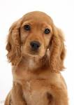 Meet The Golden Cocker Retriever: The Forever Puppy - Animalso