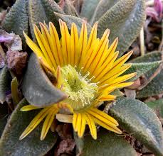 Image result for Nananthus aloides