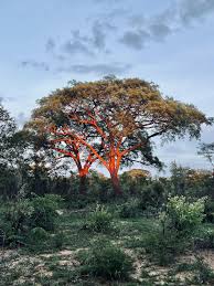 Image result for Brachystegia utilis