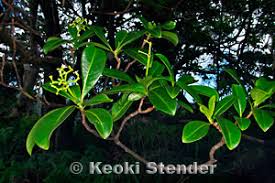 Image result for Psychotria moninensis