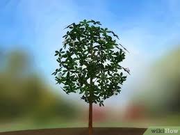 Cuttings get moisture needed to grow roots through their foliage. How To Grow A Magnolia Tree 14 Steps With Pictures Wikihow