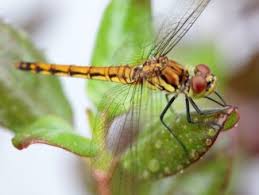 images?q=tbn:ANd9GcThQKEJnPeUm0xOZXZzAYA