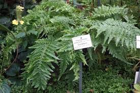 Image result for Pityrogramma argentea