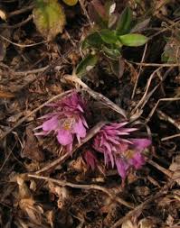 Image result for Lepidagathis randii