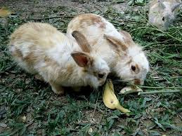 Your rabbit can safely eat banana leaves. Can Rabbits Eat Bananas We Re All About Pets