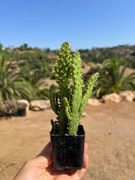 Image result for Opuntia monacantha