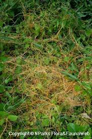 Image result for Cuscuta australis