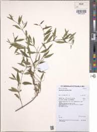 Image result for Secamone