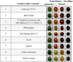 harvesting and understanding scaa defects torch coffee labs