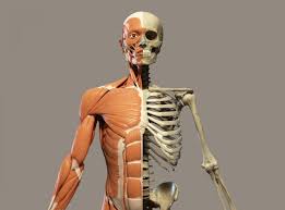 The muscular system is responsible for the movement of the human body. Britons Clueless About Which Bones Make Up Human Body Claims Study The Independent The Independent