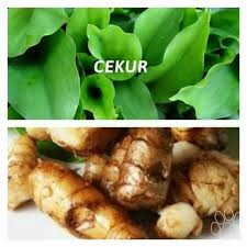 Baca selengkapnya 2 tips cara membuatnya pestisida organik berikut ini. Cekur Powder 500gram Shopee Malaysia