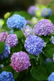 Rest assured, we did the research to bring you our options for the top funeral flower providers in all of the philippines. 15 Poisonous Plants And Flowers Toxic Plants That Could Kill You
