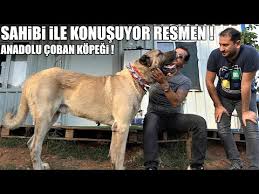 10 Tane Kurt Bogmus Efsane Kangal Boran Efsane Kopekler 6 Bolum Kangal 3 Biggest Dogs Youtube