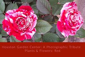 Check spelling or type a new query. Houston Garden Center A Photographic Tribute Plants And Flowers Red Kindle Edition By Farrow August Crafts Hobbies Home Kindle Ebooks Amazon Com