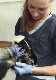 Skunk mama rescued from illegal trap, reunited with babies