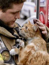 Somerville residents save cat from house fire