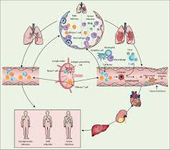2019 novel coronavirus, wuhan seafood market pneumonia virus) — оболочечный одноцепочный. Sars Cov 2 And Viral Sepsis Observations And Hypotheses The Lancet