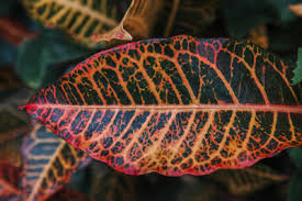 Manfaat rebusan daun sirih yang pertama adalah sebagai bahan alami antiseptik. Manfaat Minum Air Rebusan Daun Sirih Merah