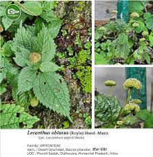 Image result for Lecanthus