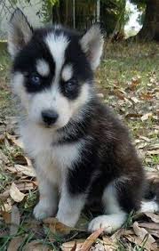 Anjing lucu wallpaper salju wallpaper lucu laptop background kucing gambar anjing golden anjing herder gambar dog husky puppies wallpaper dog funny animal computer wallpaper gambar lucu keren anjing hd spring baby animals desktop wallpapers cute husky dog. Orralon Orralon Profile Pinterest