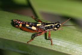 Image result for Tricalysia schliebenii