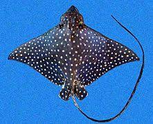 Spotted eagle rays have venomous spines on their tails that are used in defense against threats. Spotted Eagle Ray Wikipedia