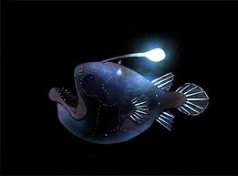 The football fish is a rare species of deep sea fish having more than 20 species with single genus that are found mainly in the pacific ocean , indian ocean & atlantic ocean. Football Fish Deep Sea Angler Digital Artist Fish Pet Animals