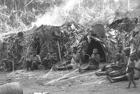 Image result for Sarcophrynium brachystachyum